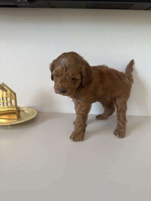Uroczy piesek Maltipoo / Poochon/Bichpoo /cavapoo/
