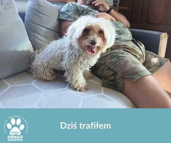 Znaleziono psa - Lębork/ Dąbrówka k. Wejherowa