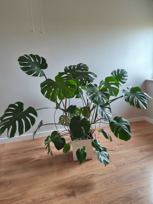 Monstera w donicy duży okaz