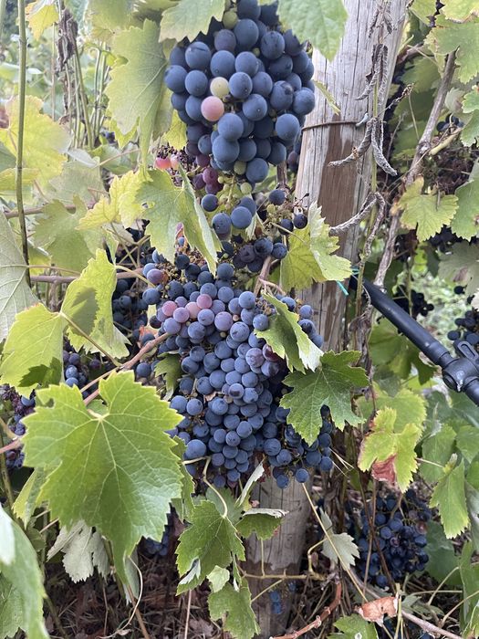 Uva preta para producao de vinho