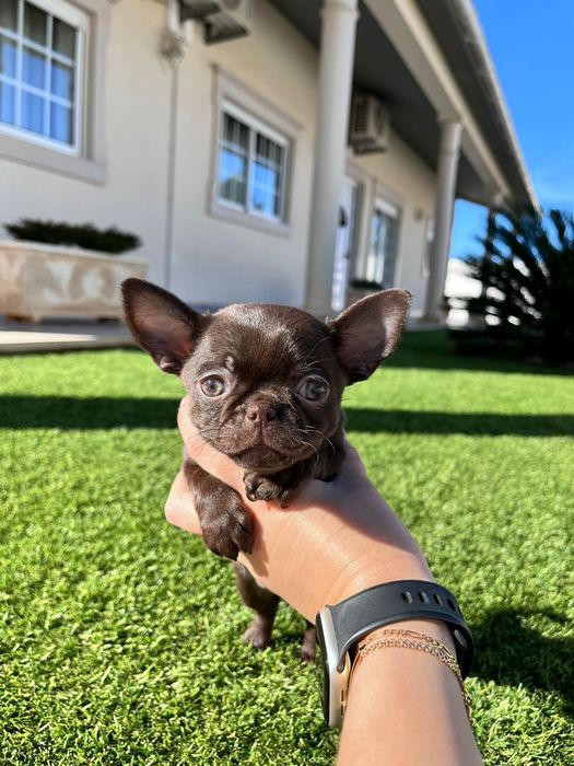 Chihuahua fêmea.. miniatura