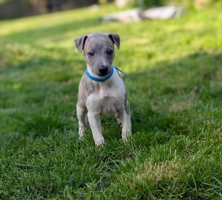 Whippet FCI, piesek MAGIC