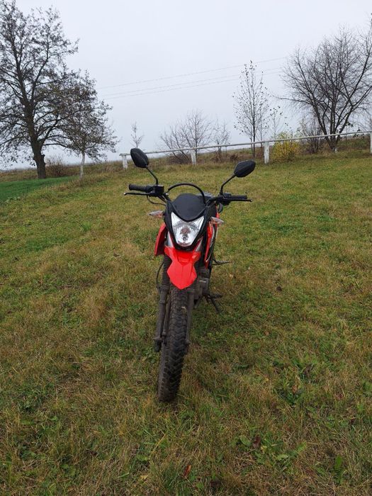 Продам лонсін прус