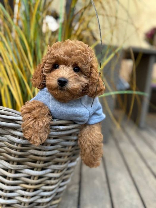 Неймовірна дівчинка . той пудель