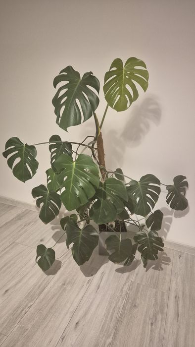 Monstera dziurawa (Monstera deliciosa) 160 cm