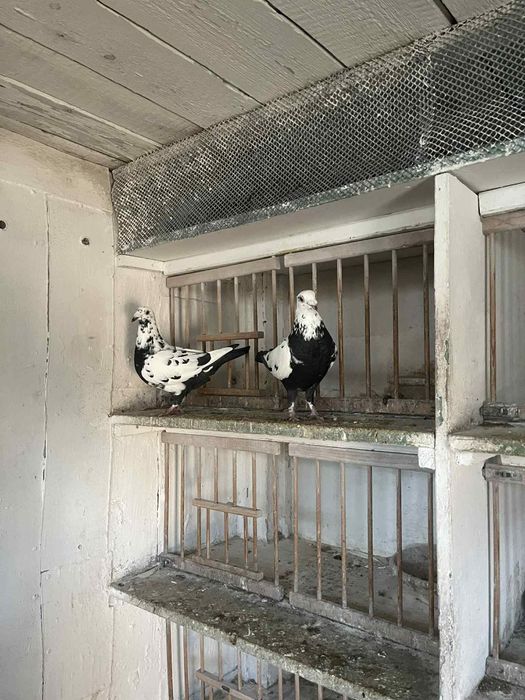 Gołębie mulemansy tygrysy młode