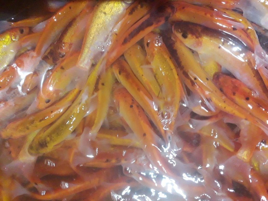 złoty lin ryby ozdobne kolorowe do oczka