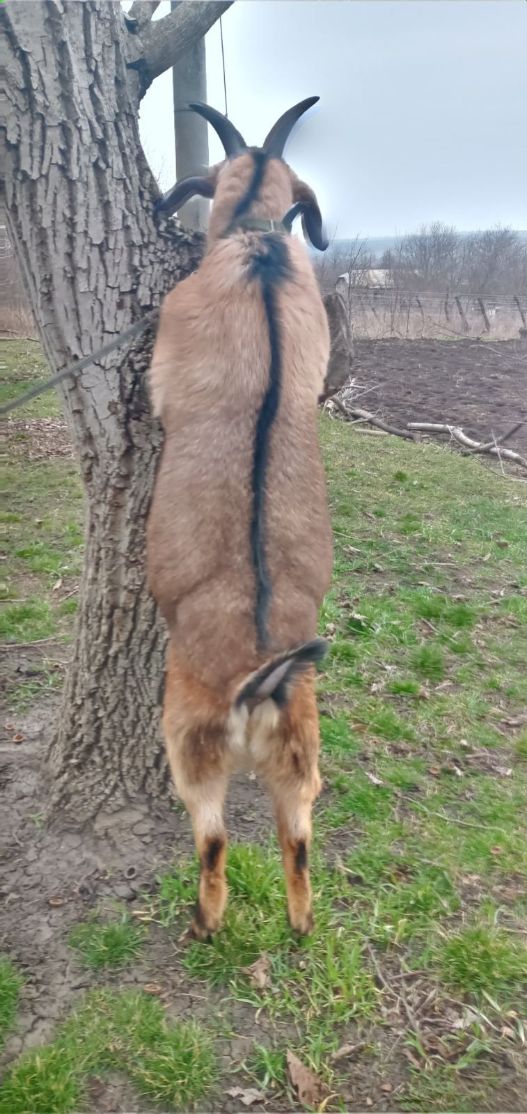 Продається чудовий цапок