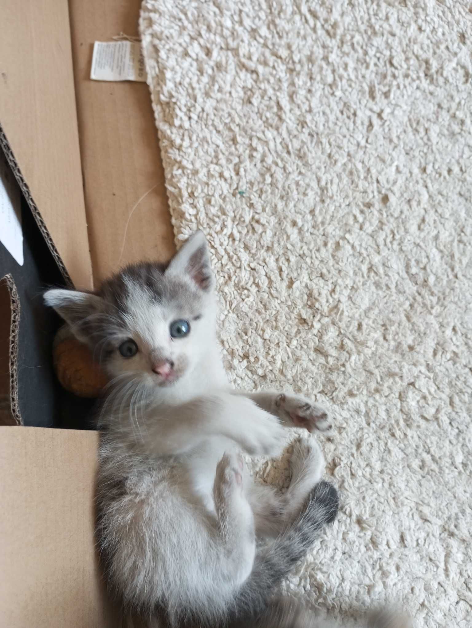 Koty do adopcji.