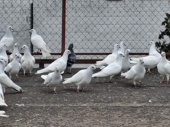 Lot Gołębi! Jasne bez kuprów.