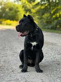 Cane Corso mocny pies