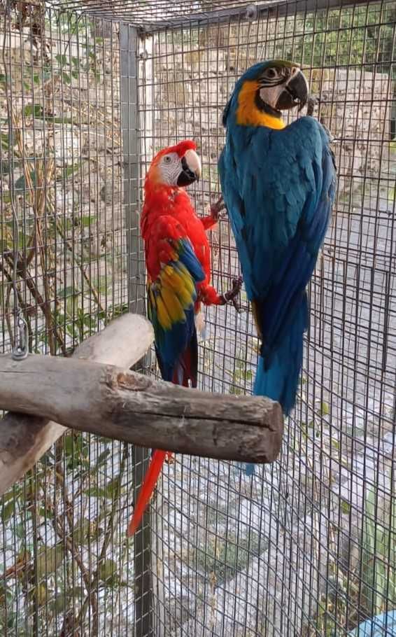 Aves Reprodutoras e adultas - Papagaios, Araras e Guarubas