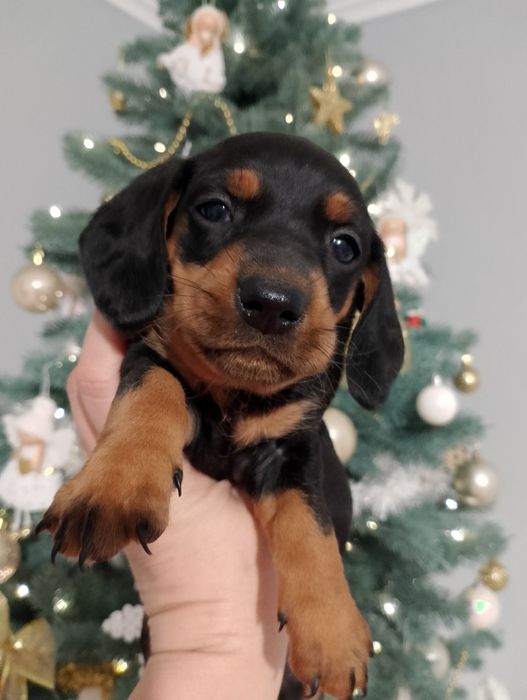 Цуценята такси...