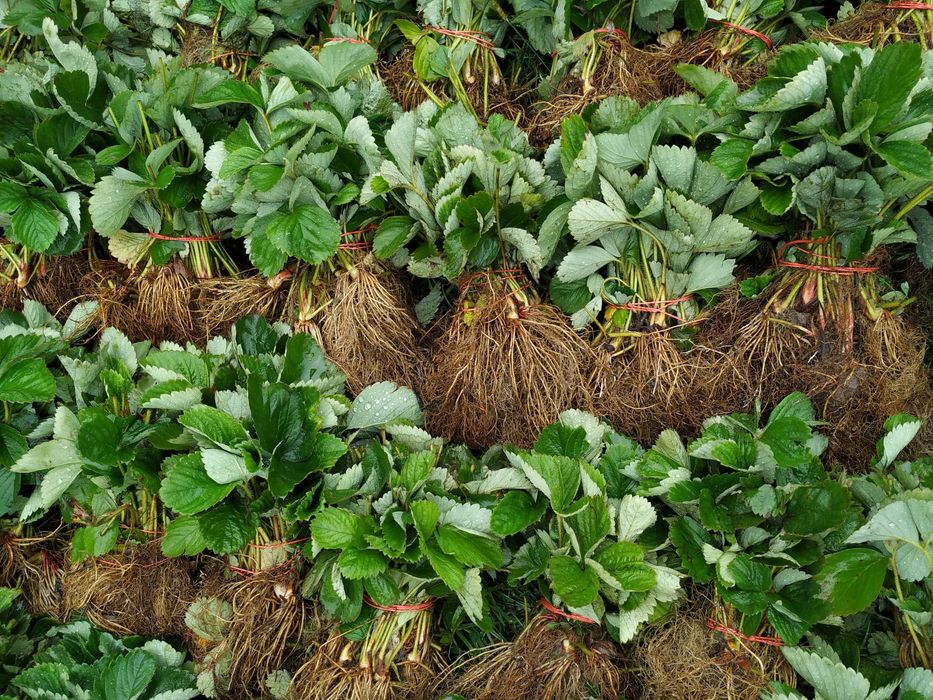 100 sztuk sadzonki truskawek HONEOYE