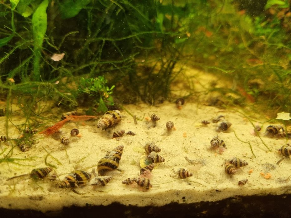 Ślimak Helenka pogromca niechcianych ślimaków w akwarium