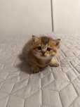 Котики, шотландські метиси
