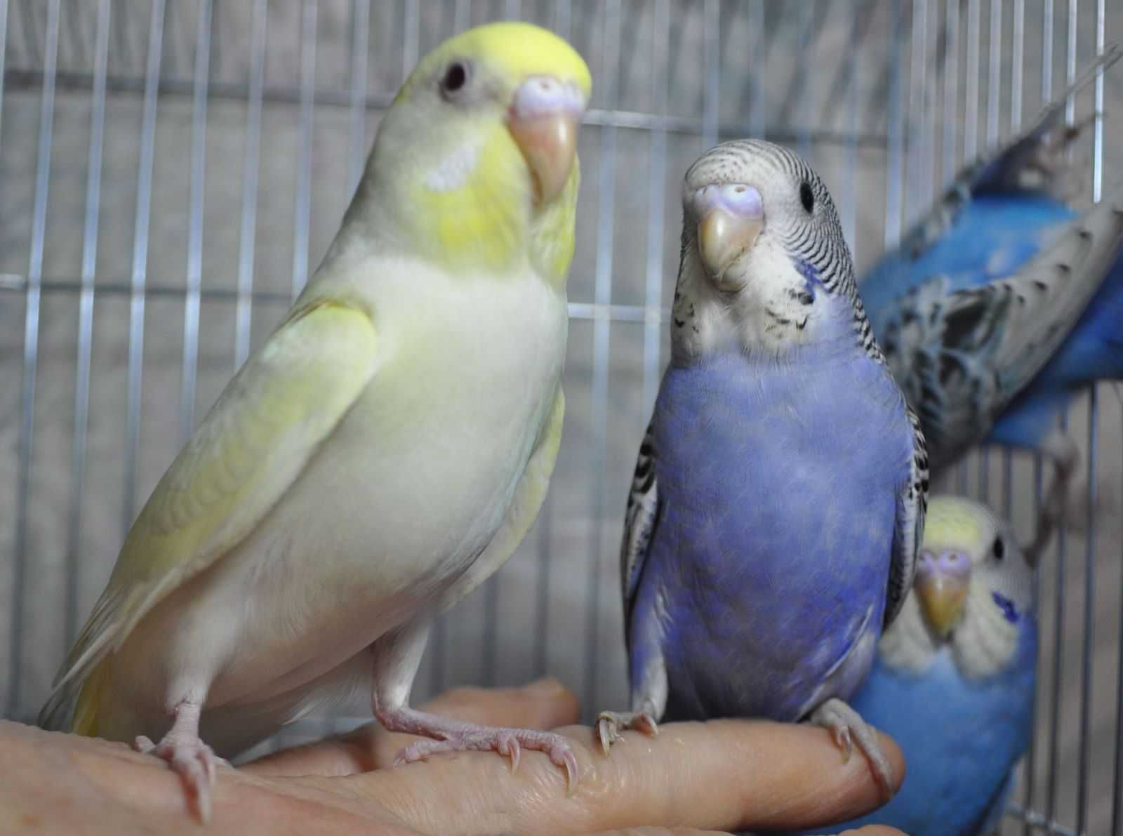 Птенцы волнистых попугаев ,неразлучников розовощеких и фишеров.