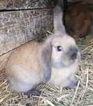 Miniaturki Barany