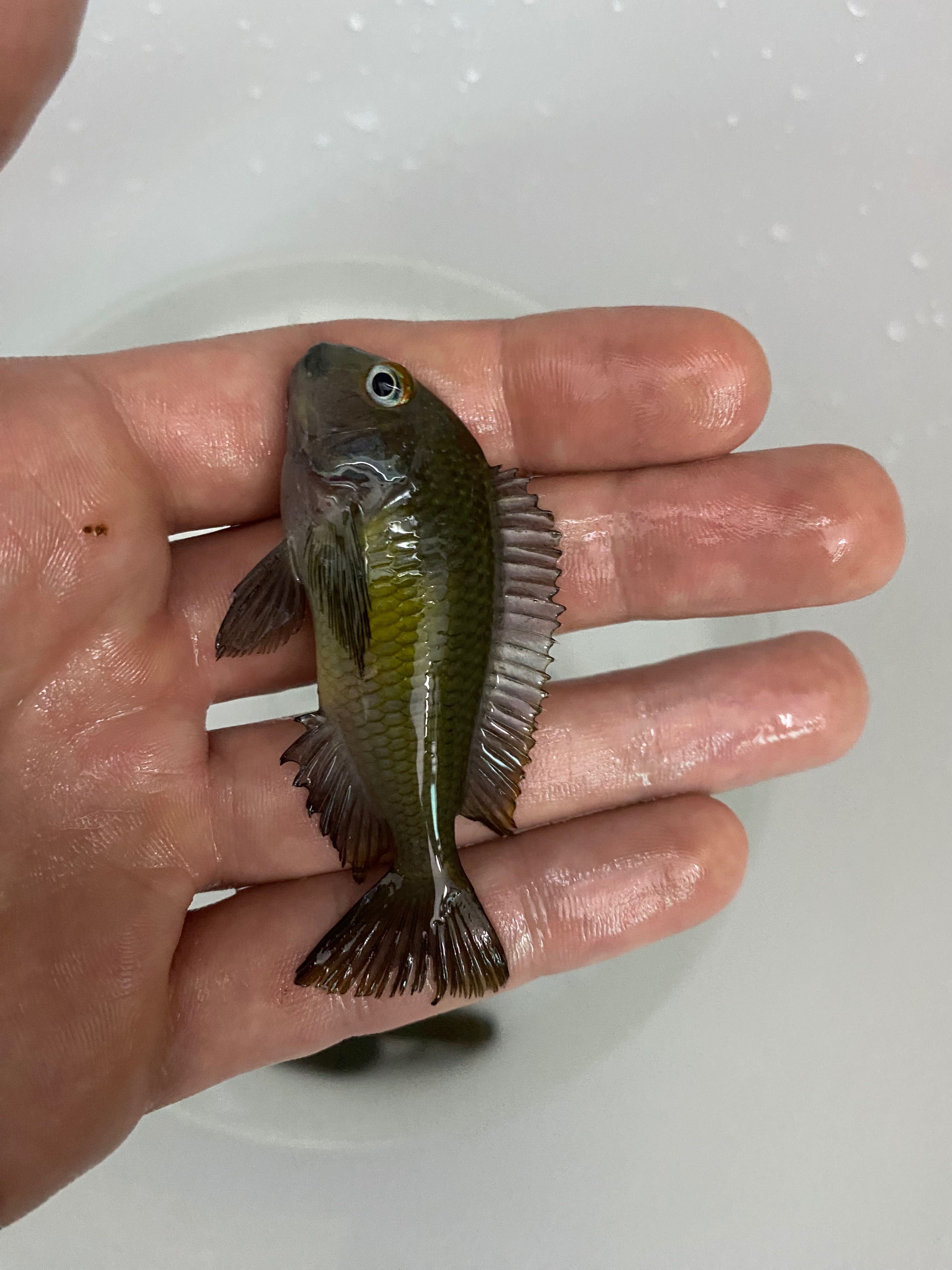 Tropheus Kalambo, ciclideos africano, tanganyika