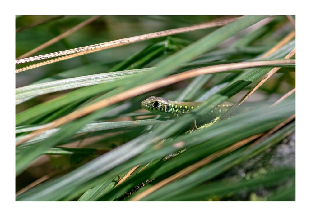 Poster fotográfico 50 x 70, Superfície: papel fotográfico brilhante.