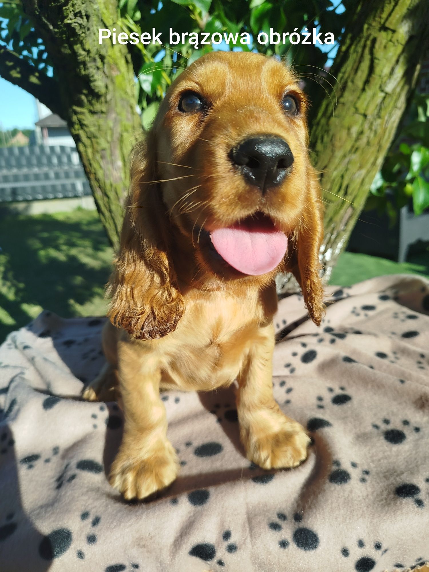 Szczeniaczek Cocker spaniel angielski GOTOWY do ODBIORU!!!