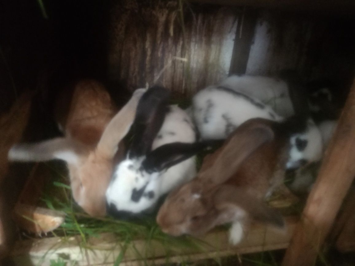 Króliki młode samiczki i samce
