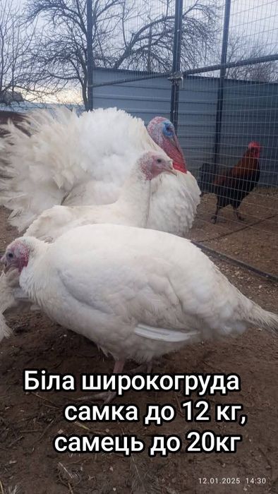 Індики породи Біла широкогруда