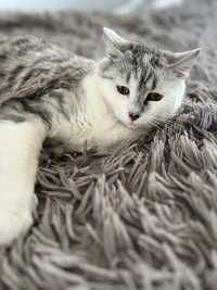 Adopcja biało srebrnego kociaka 2 latka