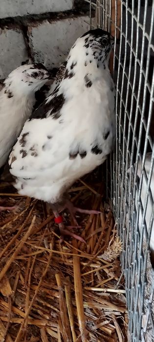 Jaja lęgowe przepiórki pstrej