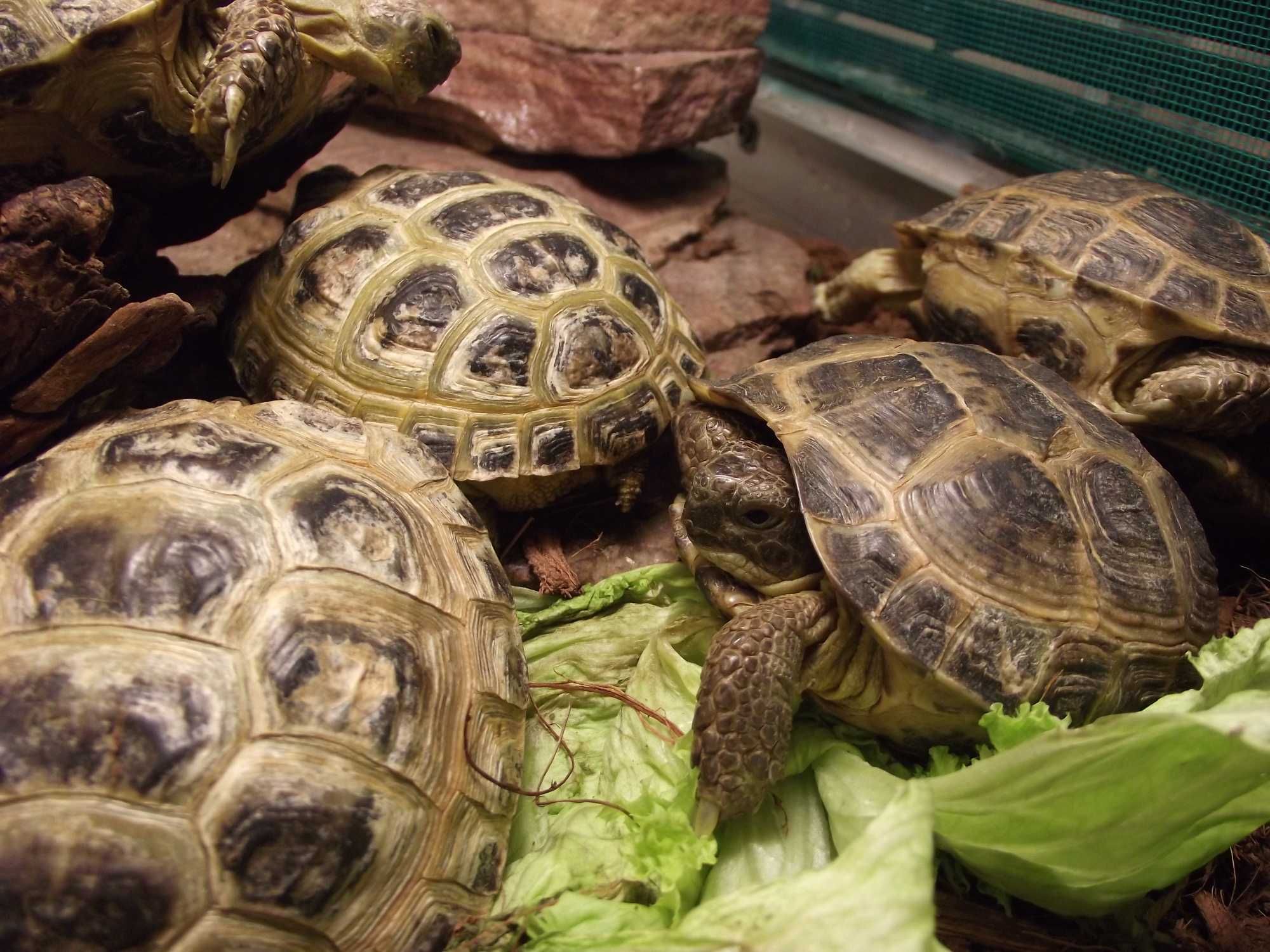 Среднеазиатская черепаха - яркий сухопутный  самец и самка  черепаха