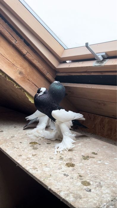 Garłacz Siodłaty Łapciaty Garłacz Czeski CZARNA SAMICA 2024