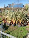 Vendo Phormium Tenax
