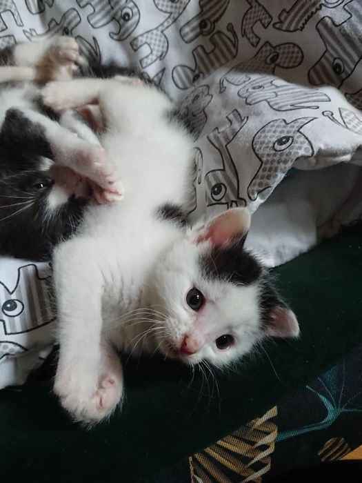 Słodziutkie kociaki do adopcji. Ostoja Mruczków