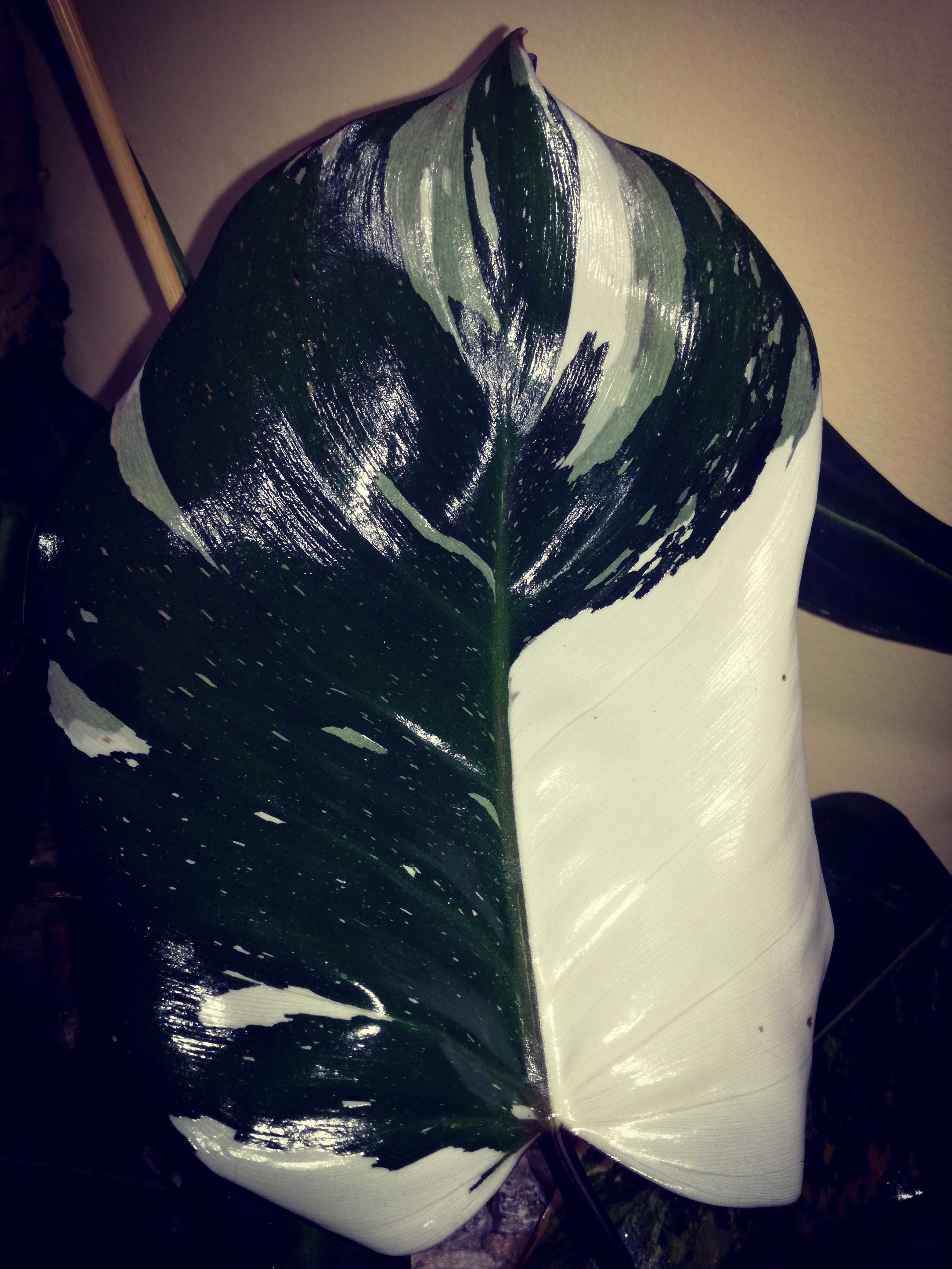Philodendron Red Anderson Variegata Filodendron roślina NOWY
