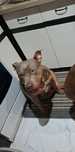 American bully Xl