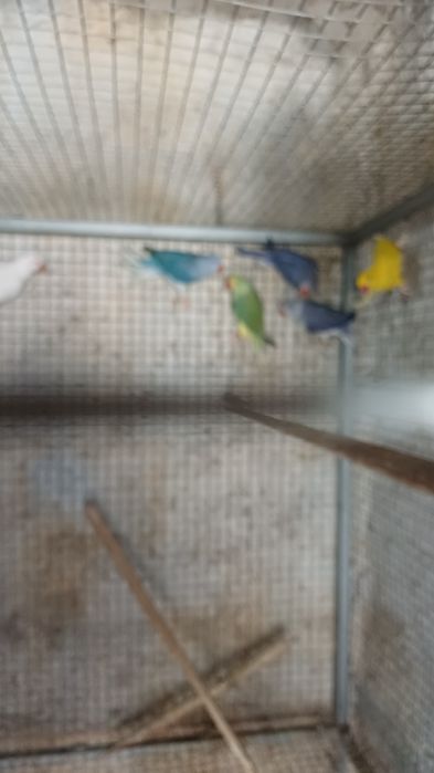 Ring neck violeta turquesa cc