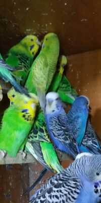 Папуги молоді домашні