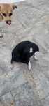 Cachorro  vacinado