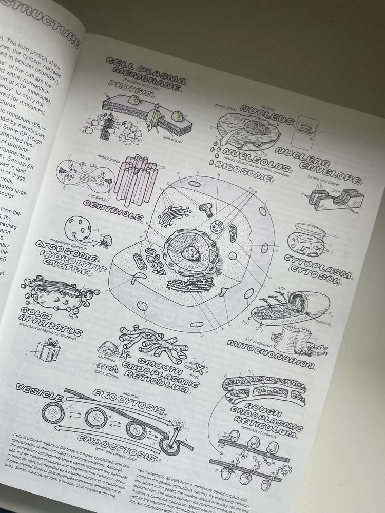 Physiology coloring book, książka do kolorowania po angielsku