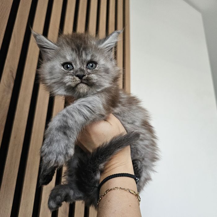 Koteczki Maine coon rodowód fpl