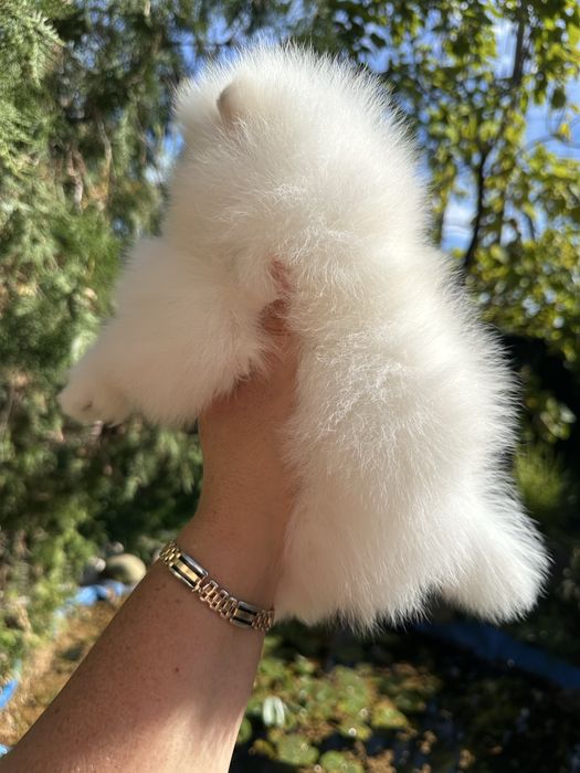 Неймовiрна бiлий оптик красуня
