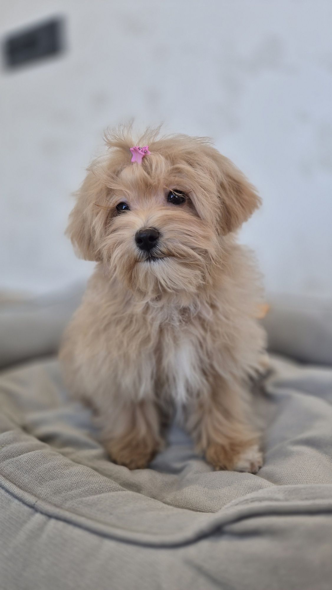 Мальтипу Ф1 дівчатка з доставкою. Maltipoo F1