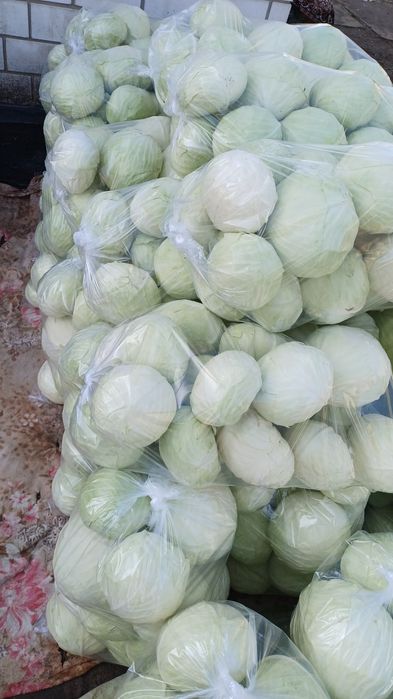 Капуста з поля Опт