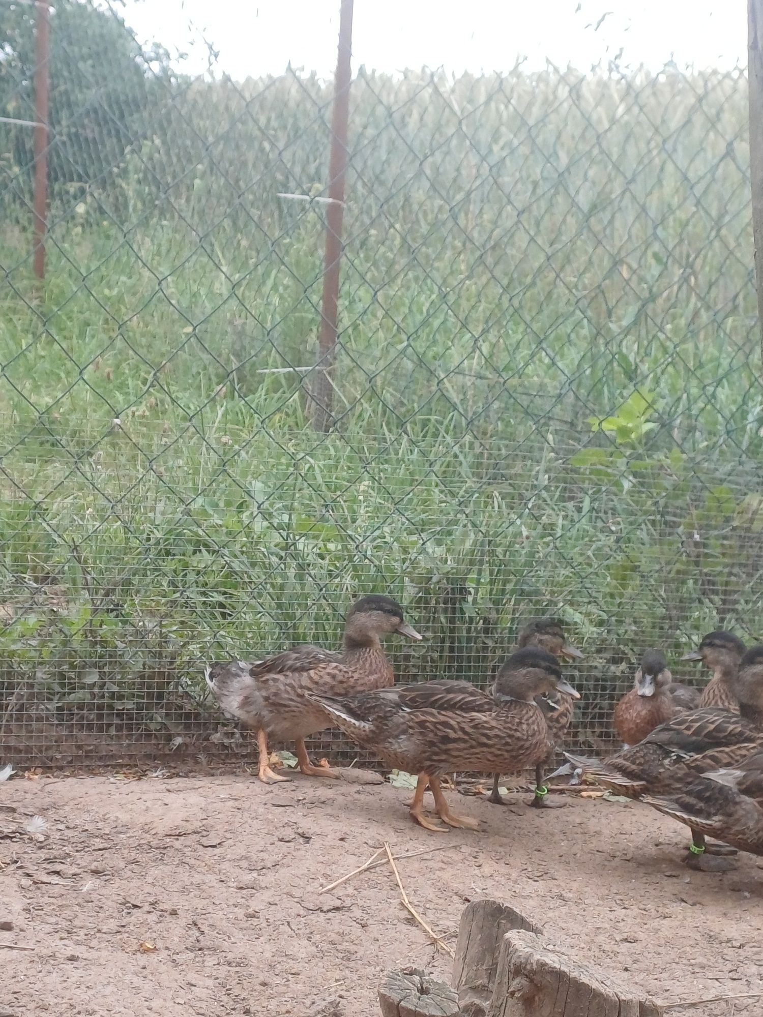 Kaczki call duck I krzyżówki