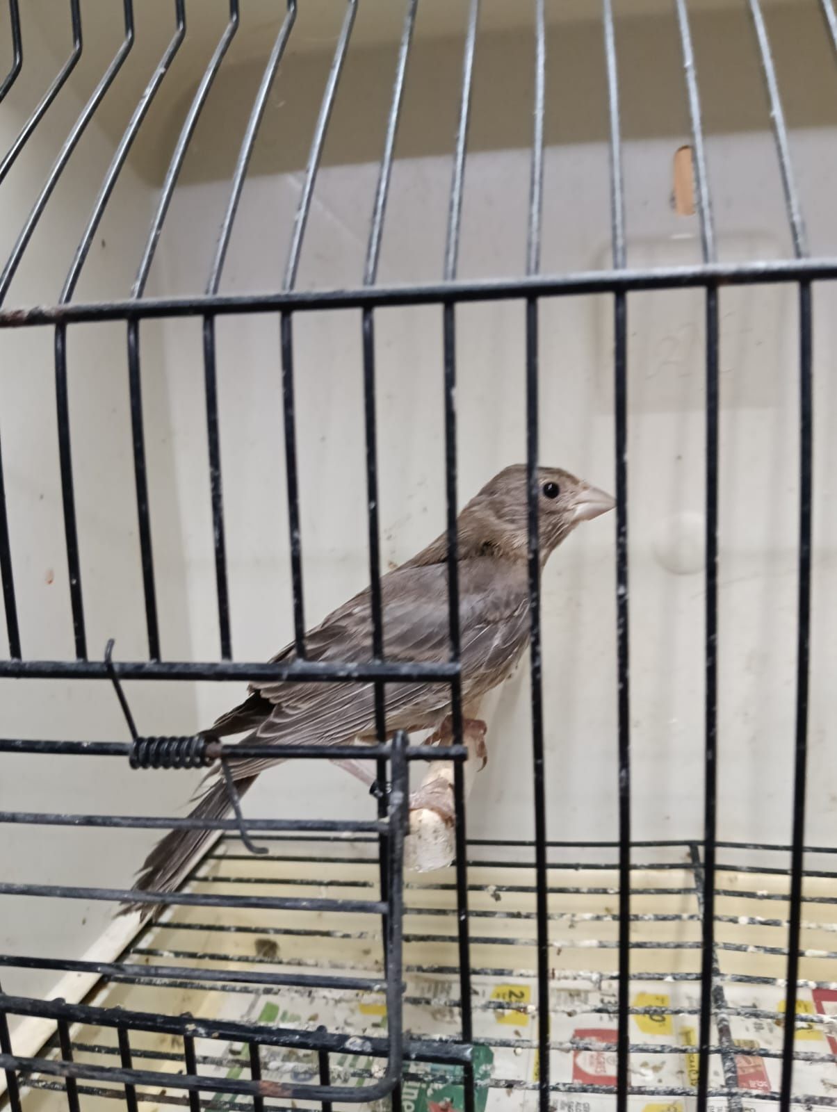 Cardinalitos, carpudacos mexicanos