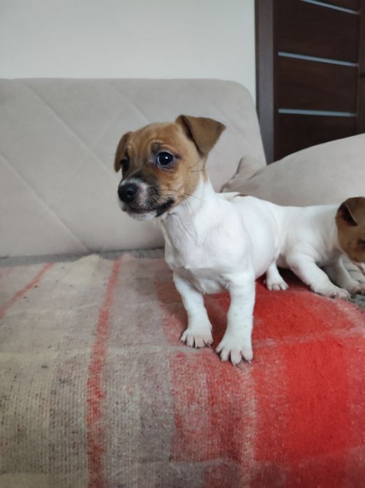 Jack Russell terrier