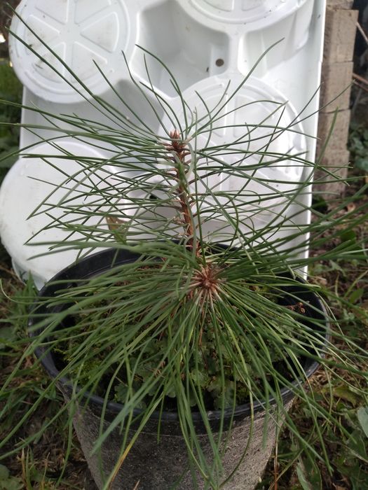 Świerk pospolity/srebrny sosna czarna