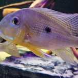 JEDYNE TAKIE W POLSCE Ziemiojad geophagus neambi mniejszy altifrons