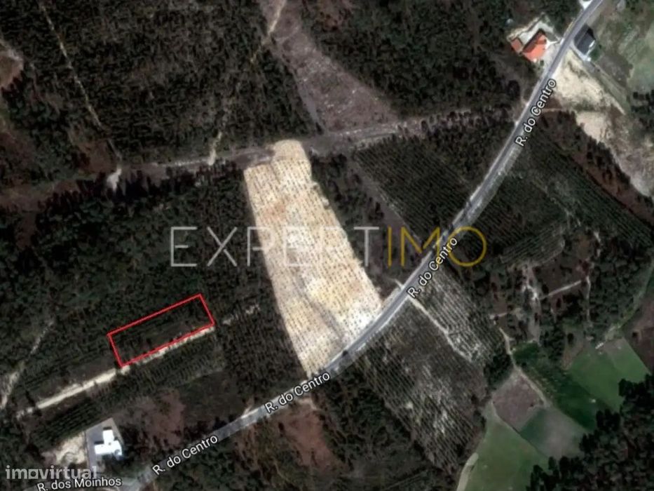 Terreno com plantação de eucaliptos e pinheiros