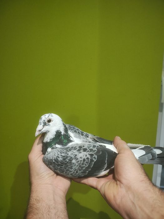 Gołębie pocztowe